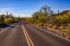 Arizona-Tucson-Saguaro National Park Art Print